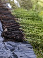 @malikfotografia_Guairaca